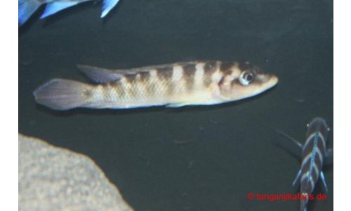 Neolamprologus fasciatus